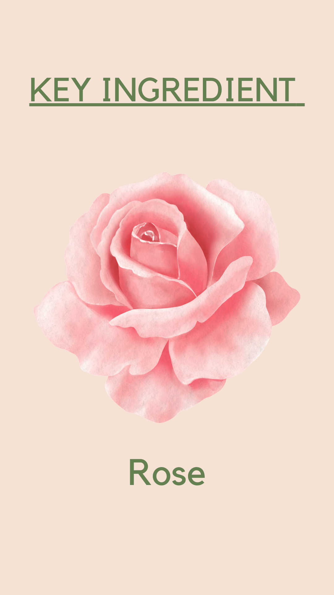 Rose Water Toner For Even Skin Tone Pore Tightening Calms Acne rose-water-toner-for-even-skin-tone-pore-tightening-calms-acne